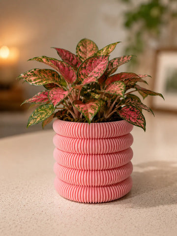 Coins Planter with Hidden Drip Tray